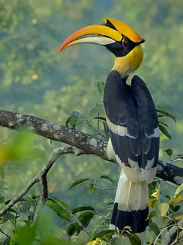 Hornbills
