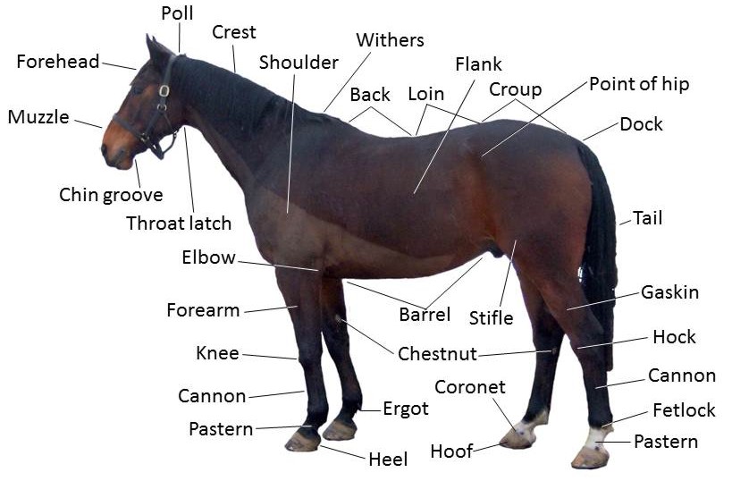 A labeled diagram showing the parts of a horse's body.