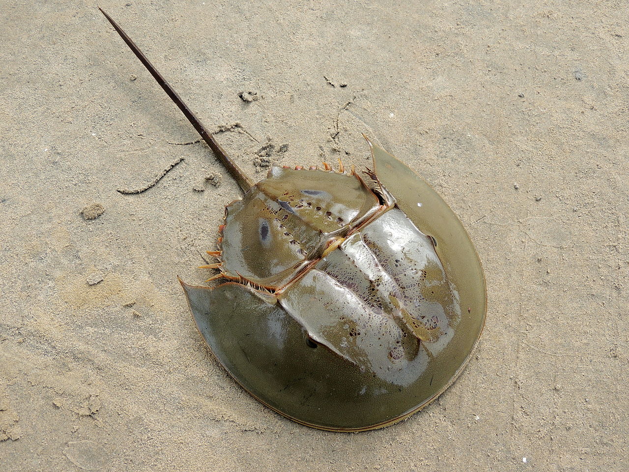 Horseshoe Crabs