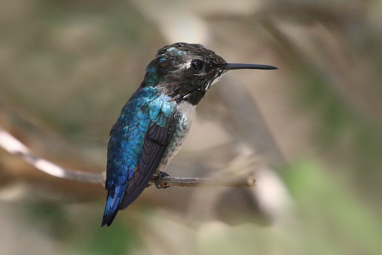 A tiny bee hummingbird, the smallest bird in the world.