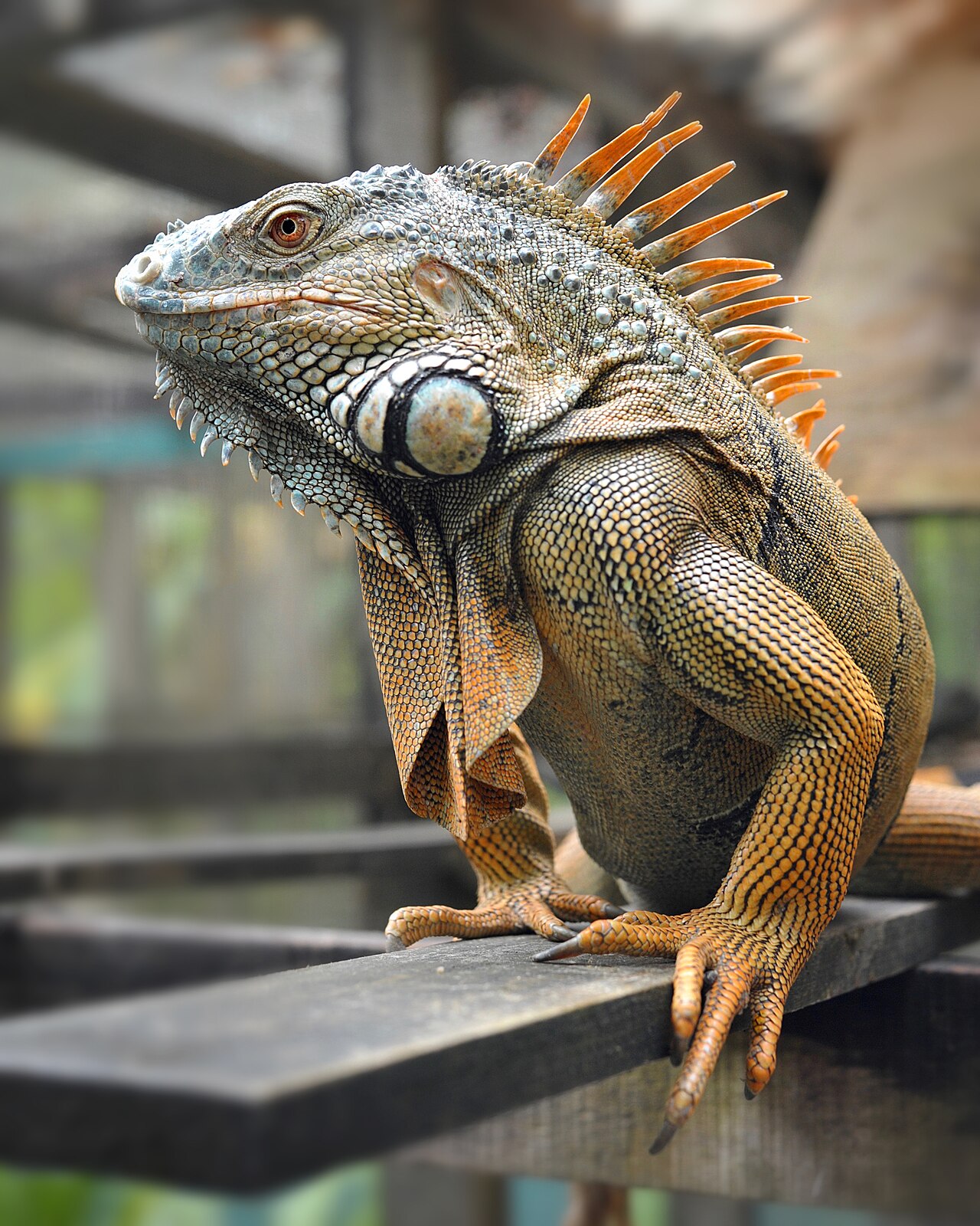 A bright green iguana with sharp spines on its back.