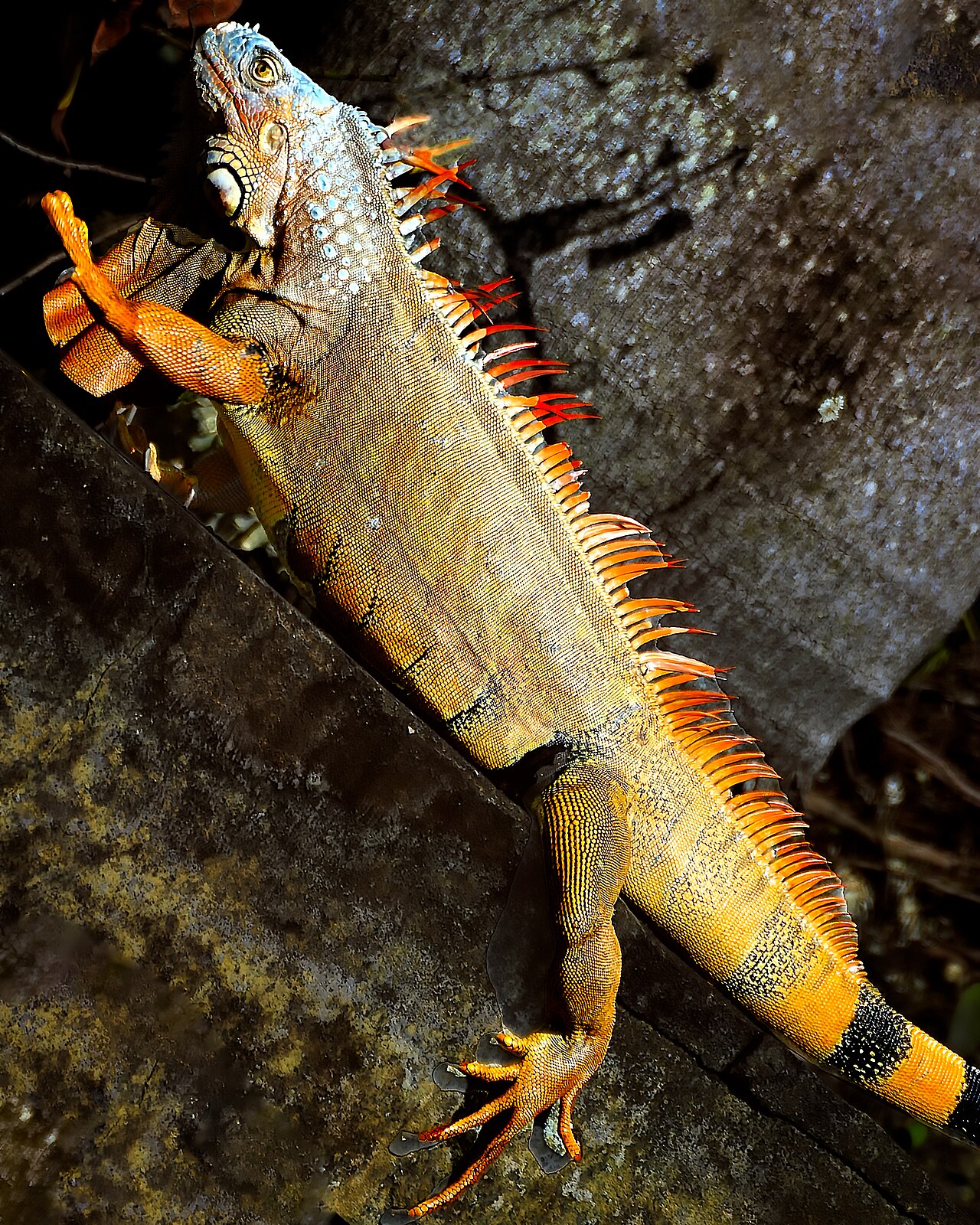 Iguanas