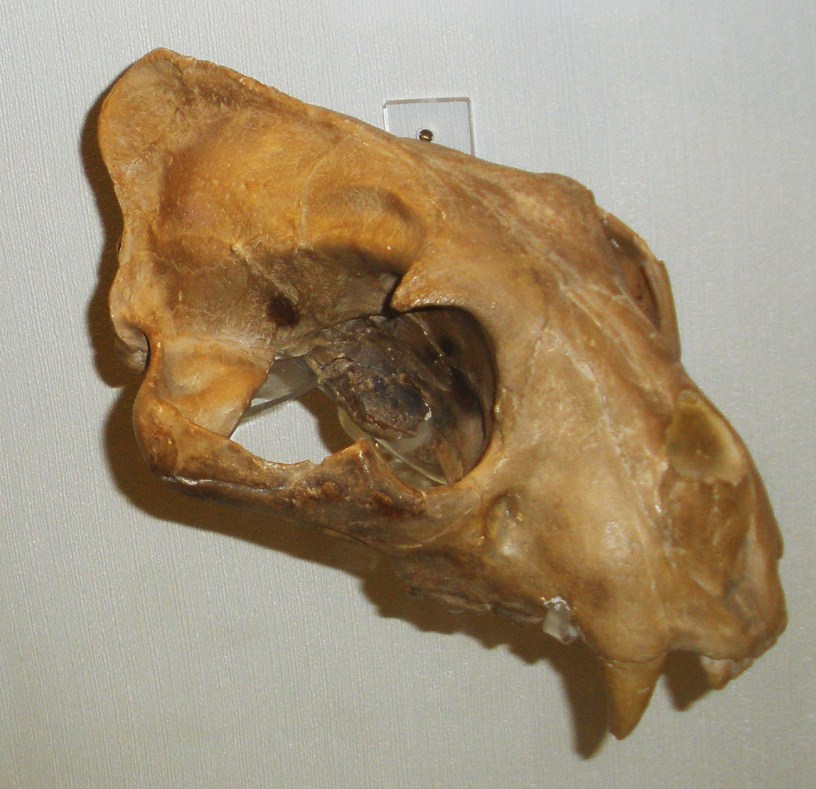 A fossil of a jaguar's ancestor from long ago.