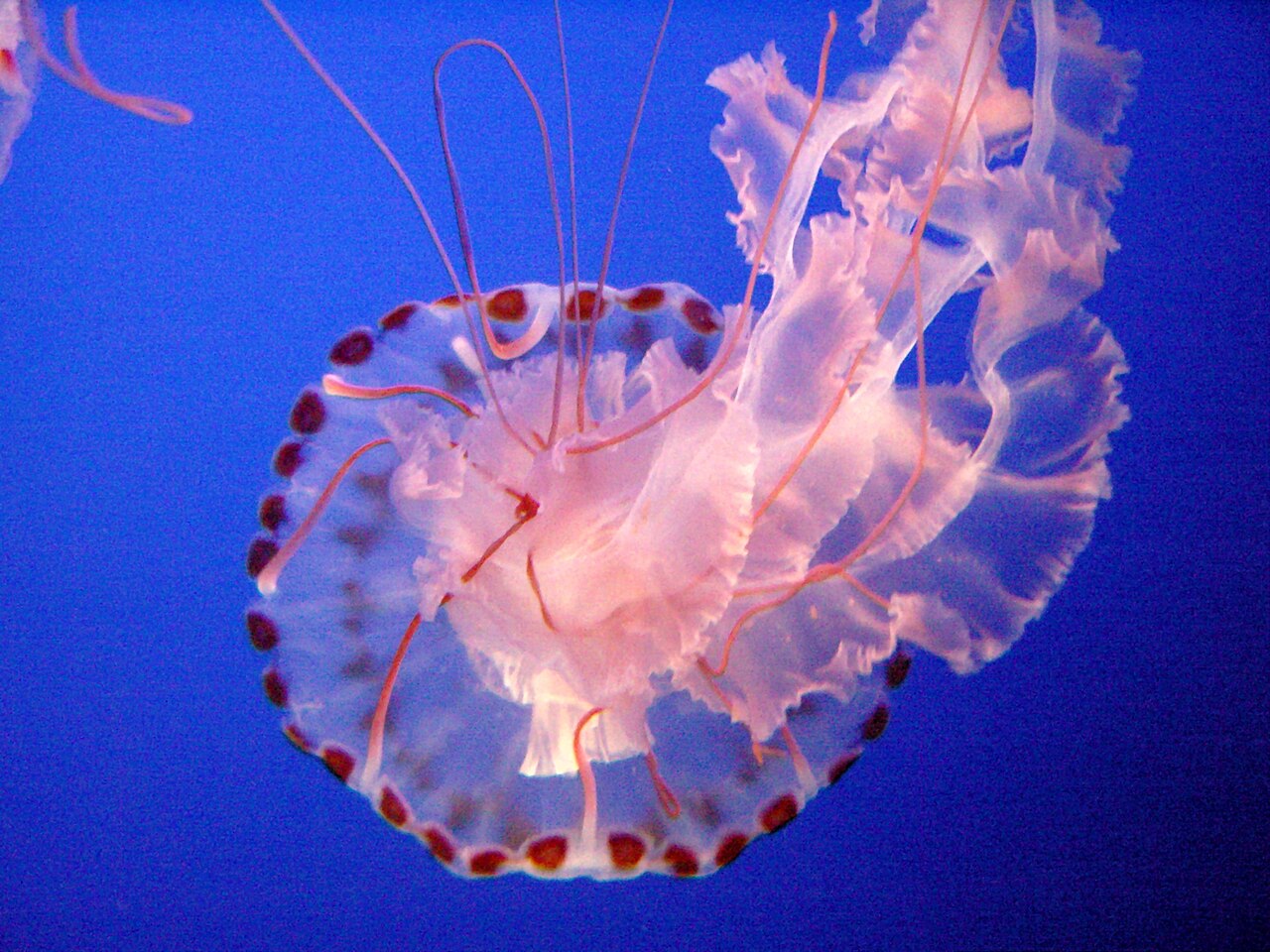 Orange sea nettle jellyfish floating gracefully in the water.
