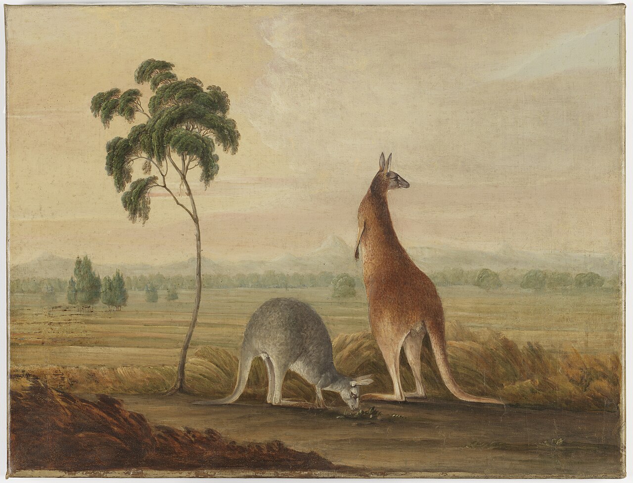 An old painting of two red kangaroos in the wild.