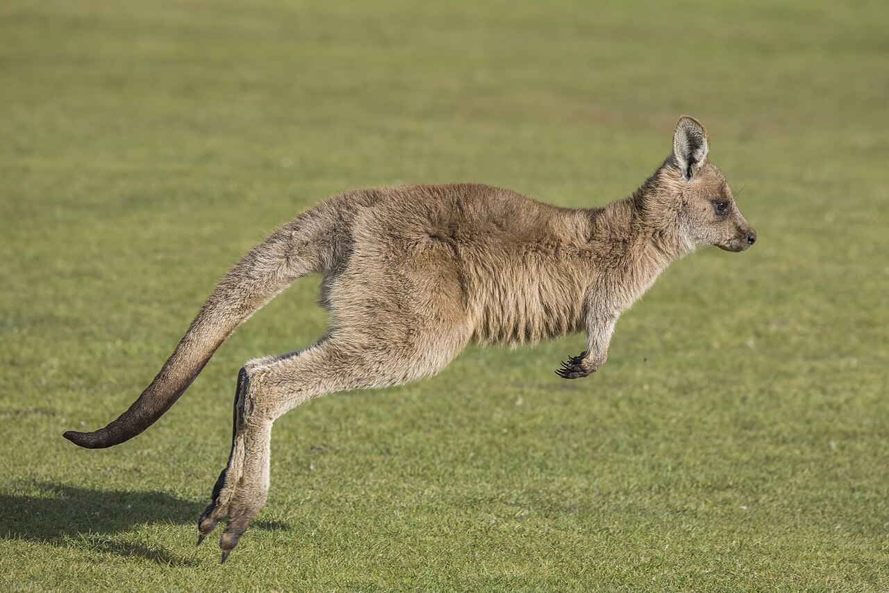 Kangaroos