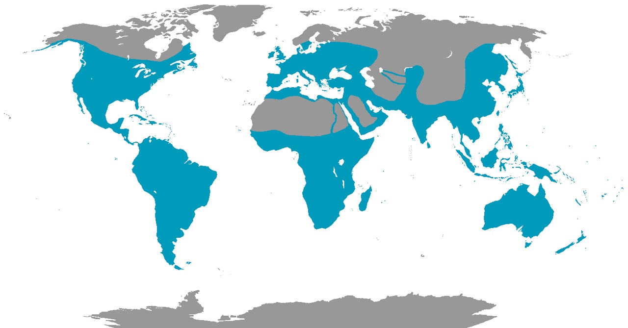 A map showing where kingfishers live around the world.