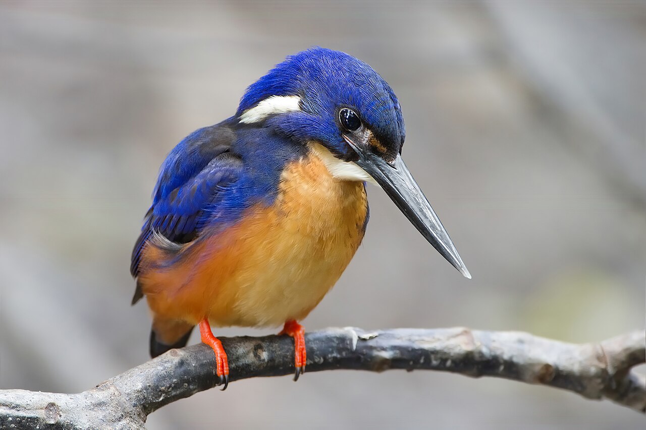 Kingfishers
