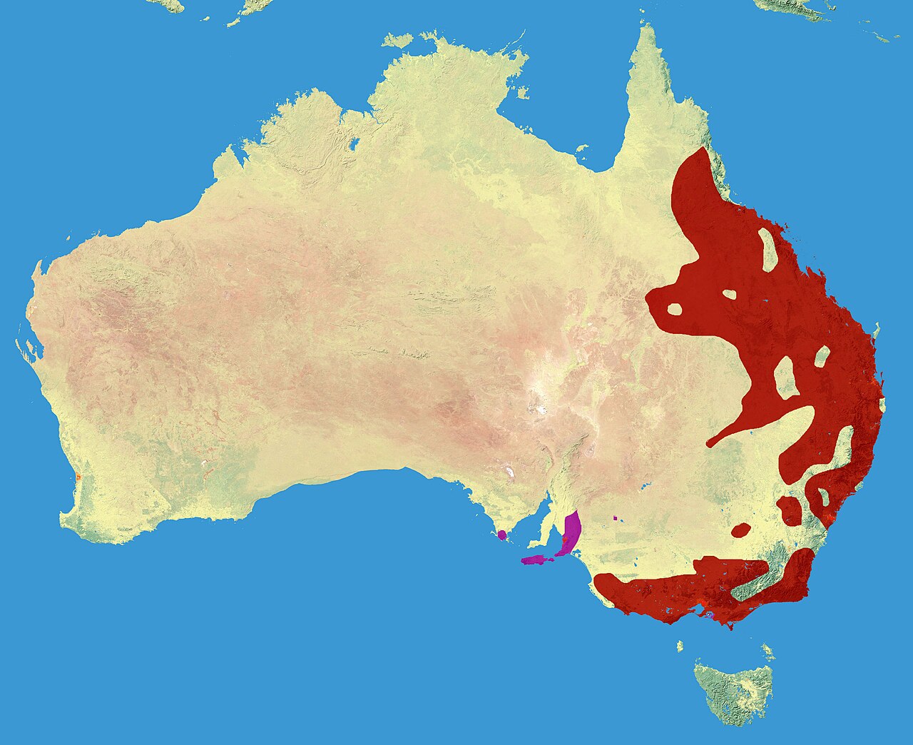 A map showing where koalas live in Australia.