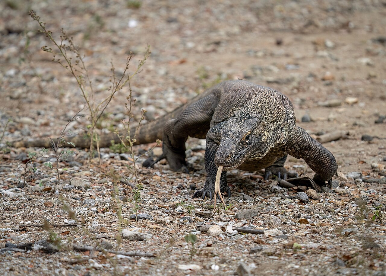 Komodo Dragons