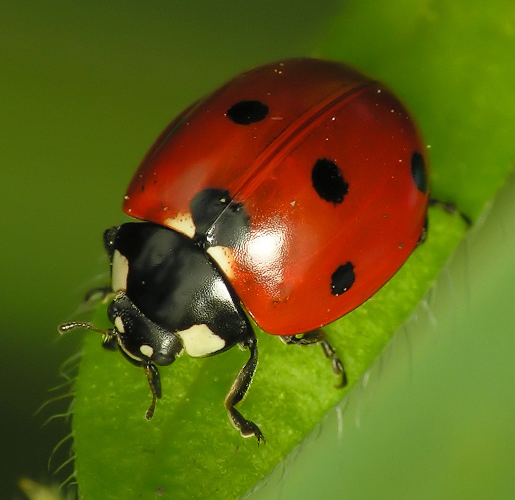 A bright red ladybug with tiny black spots.