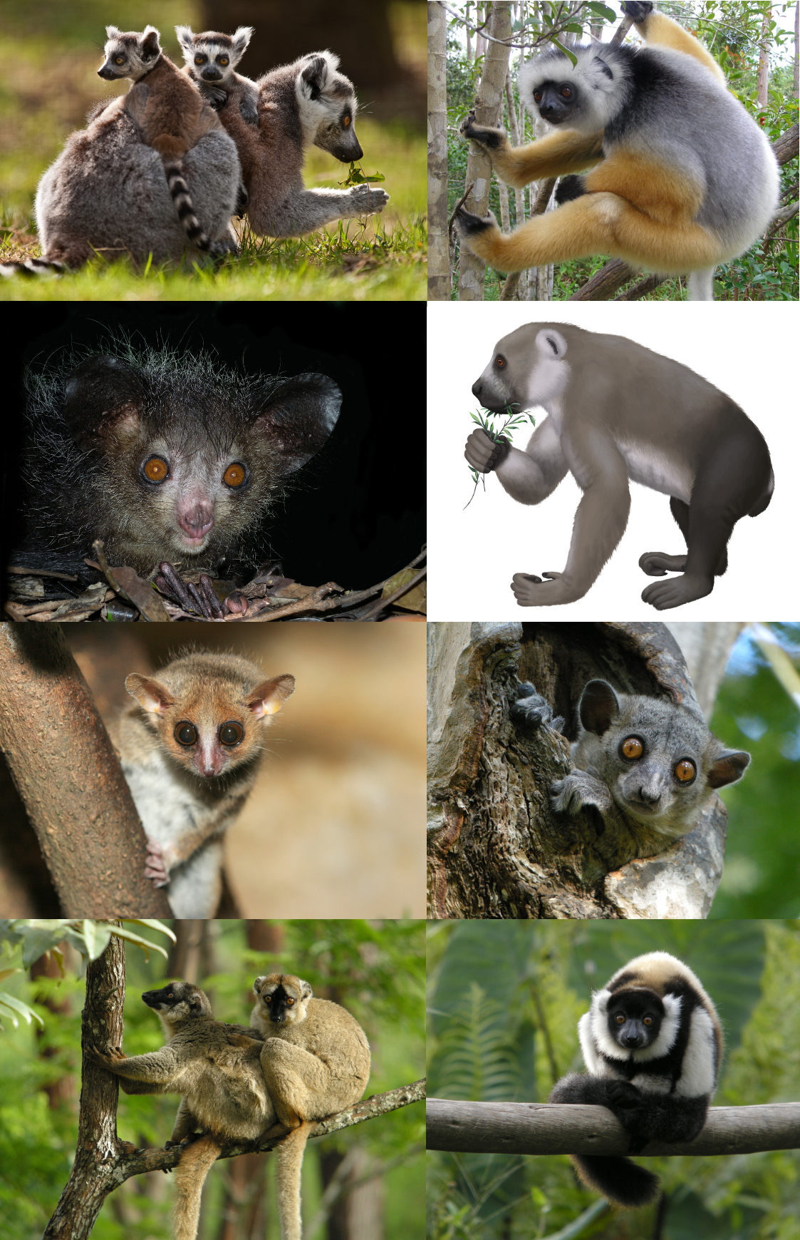 Lemurs