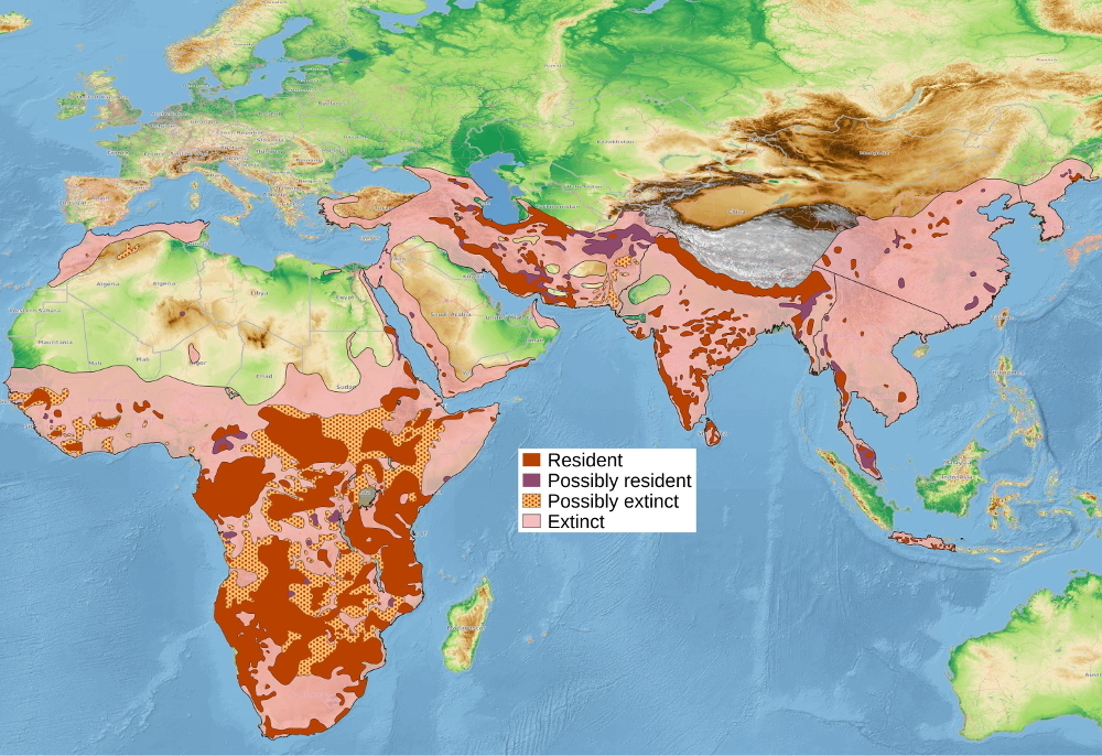 A map showing where leopards live around the world.