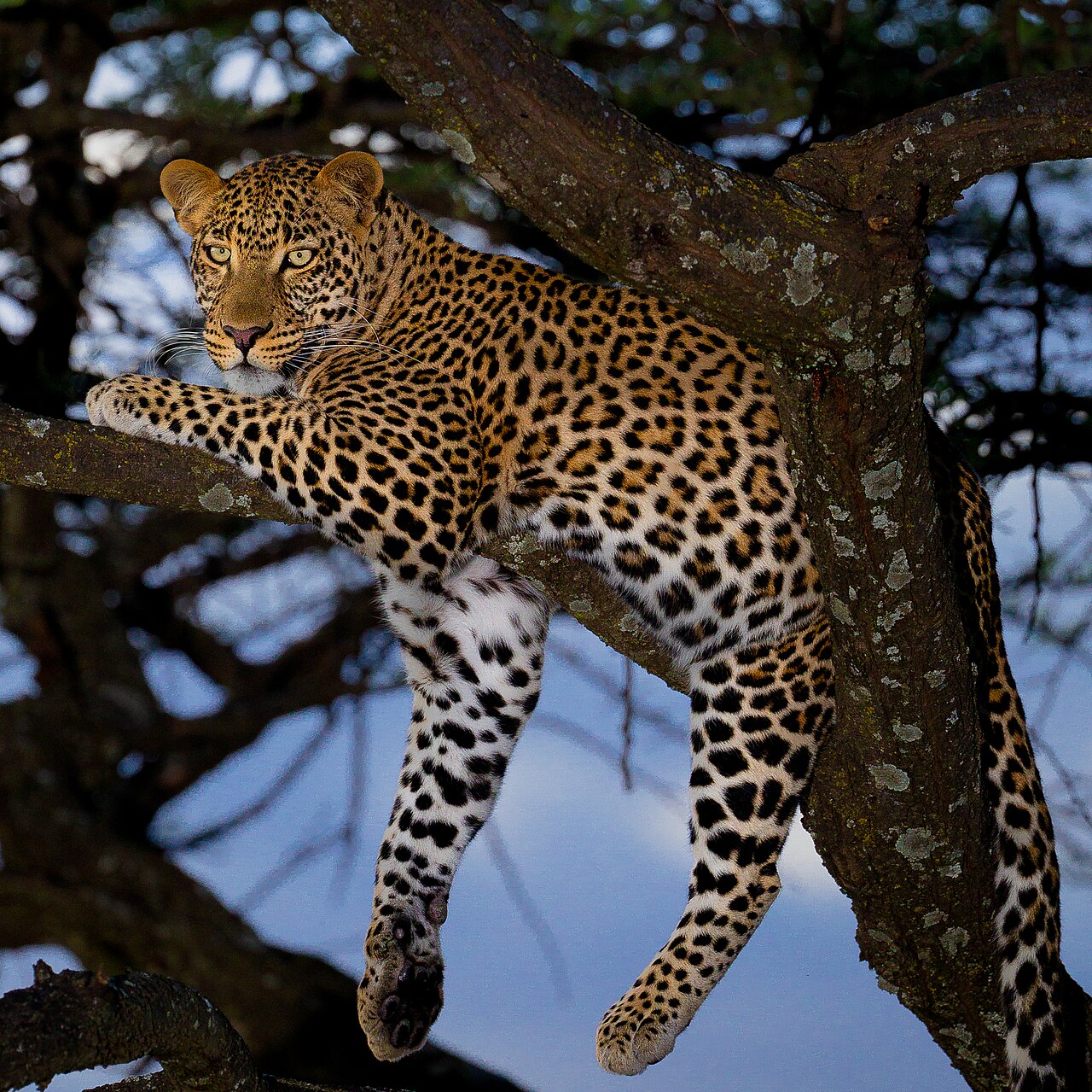 Leopards