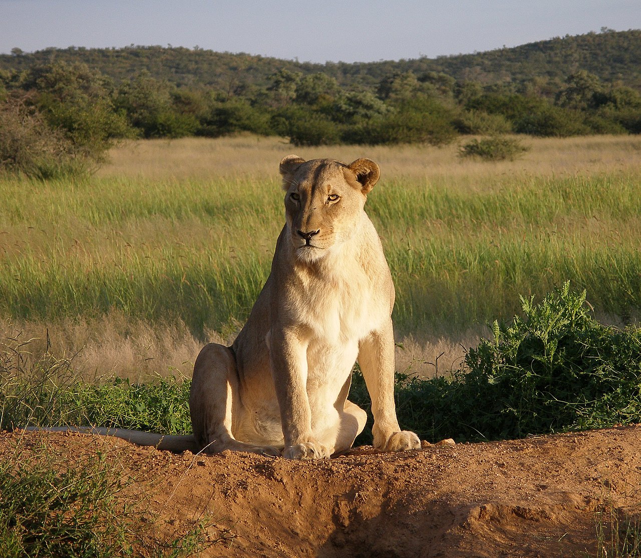 A female lion resting in the African grasslands.