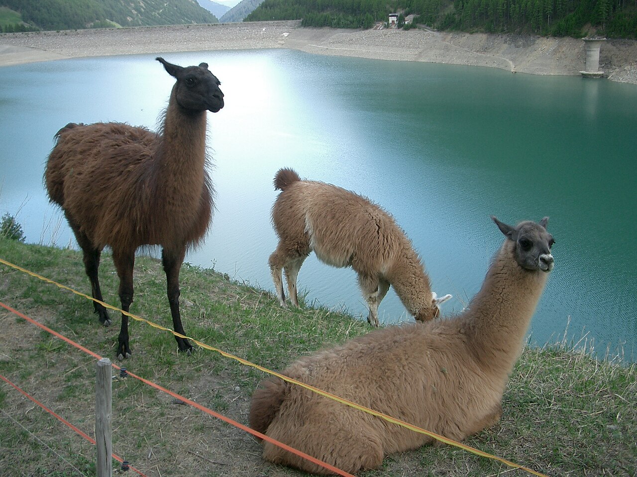 A group of fluffy llamas standing on a mountain trail.