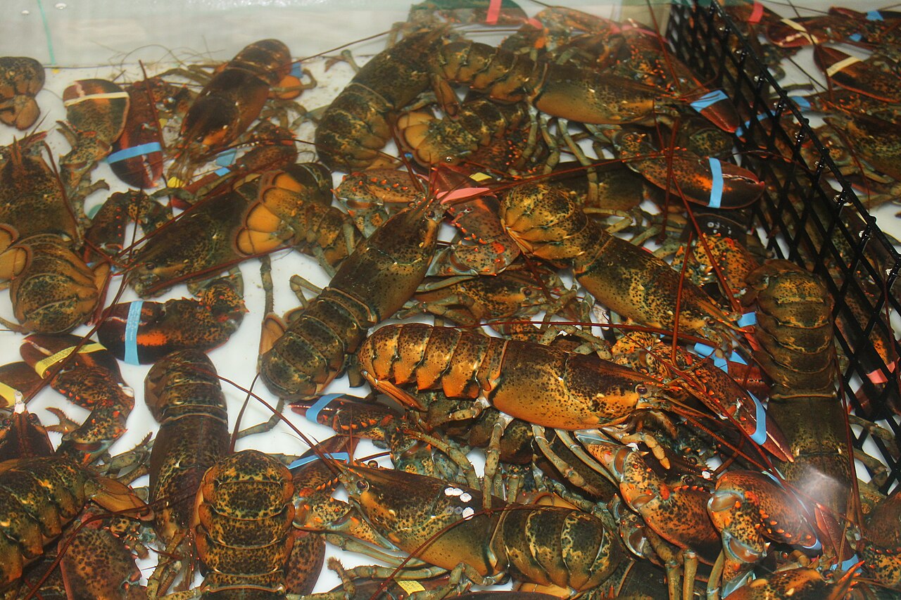 A bunch of fresh lobsters piled together.