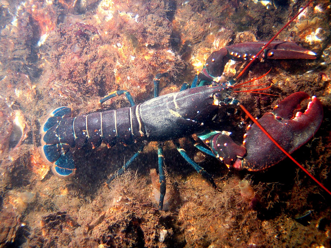 Lobsters