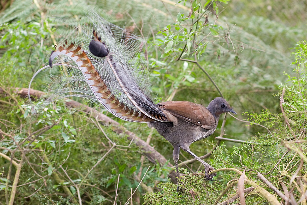 Lyrebirds