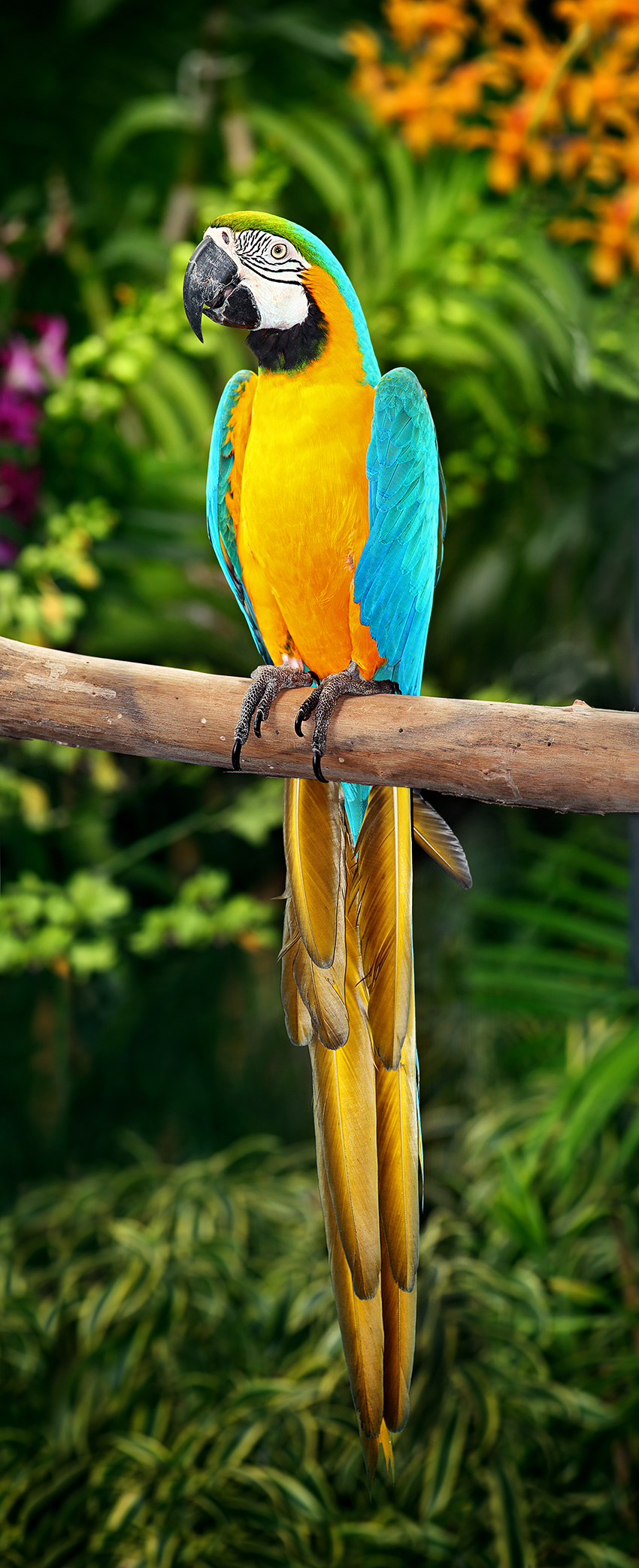 Macaws