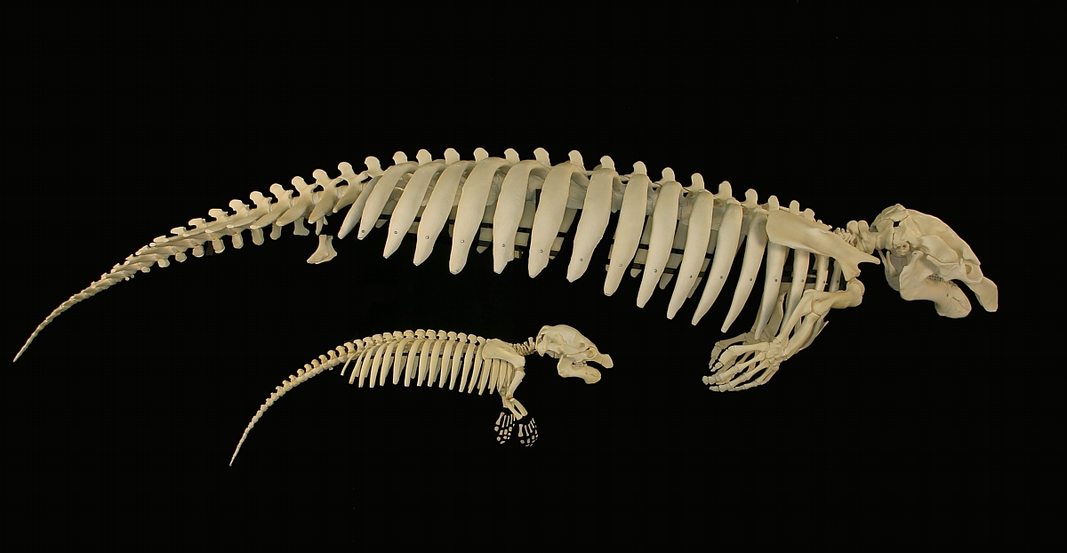 A manatee skeleton shown with its baby.