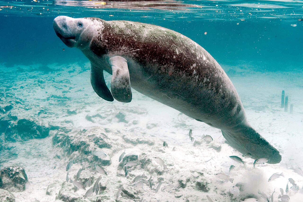Manatees