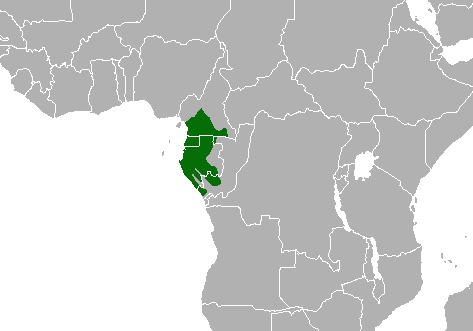 A map showing where mandrills live in Africa.