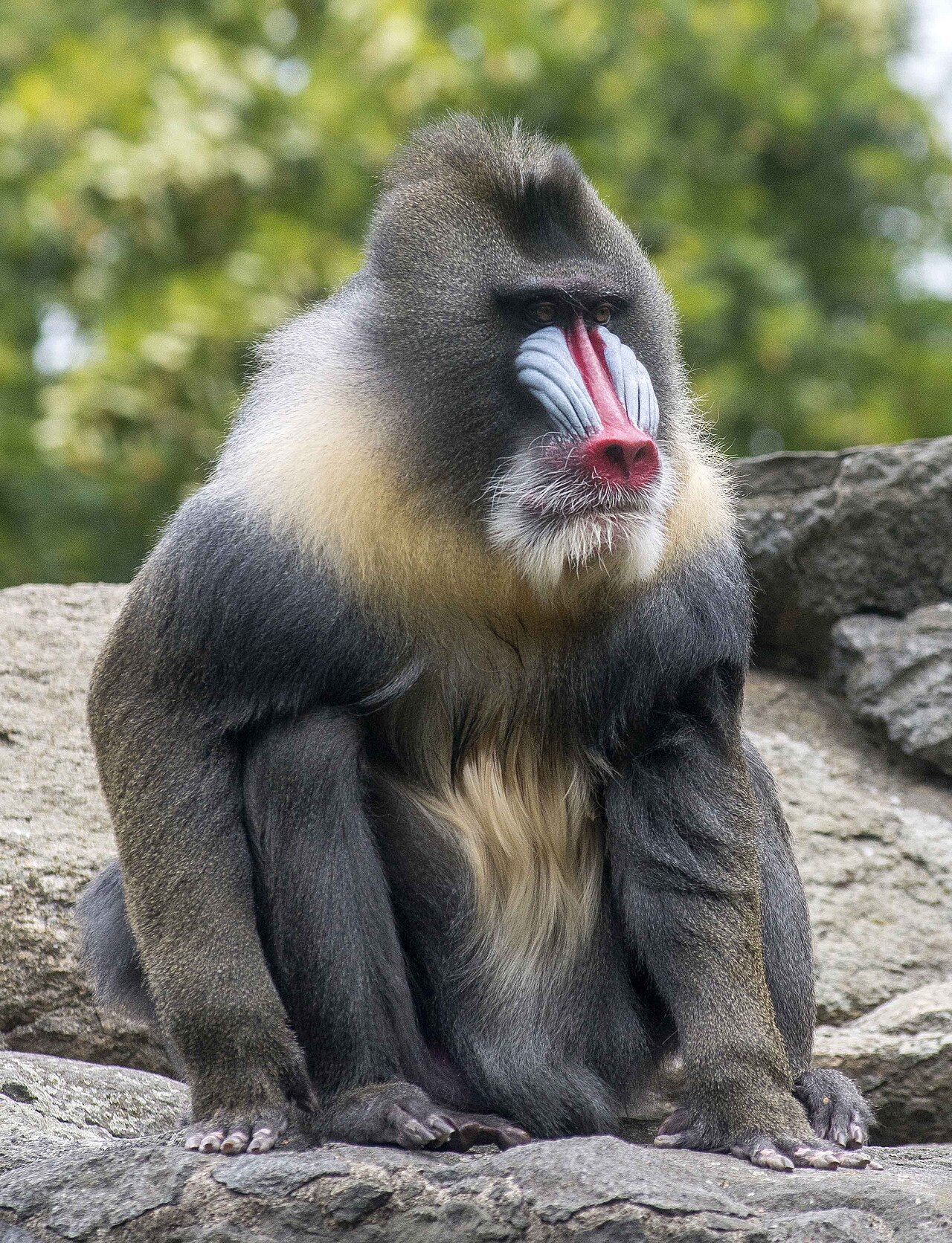 Mandrills