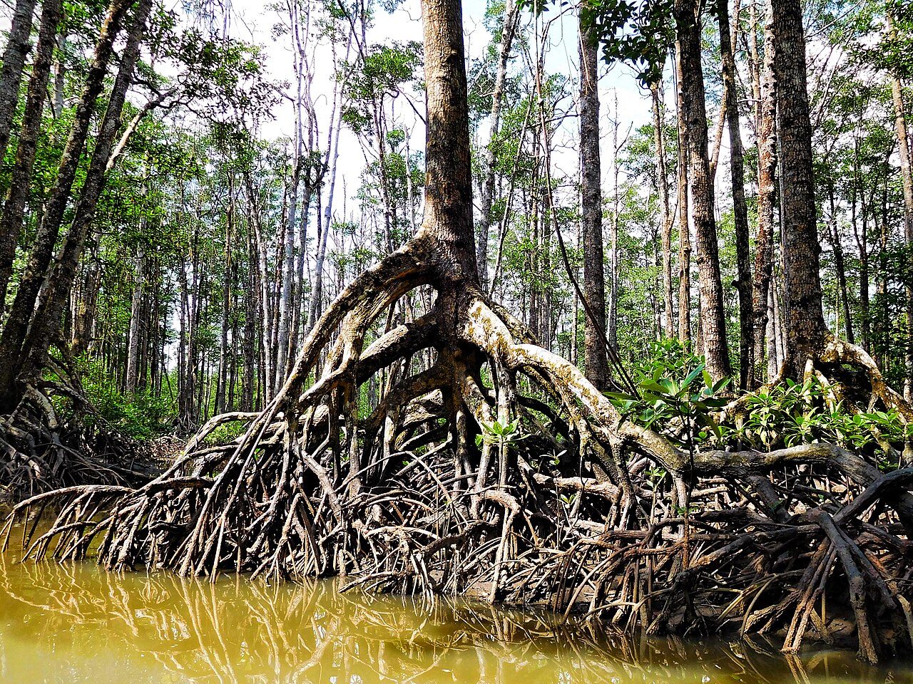 Tangled mangrove roots sticking out at low tide.
