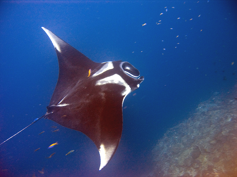 A huge manta ray gliding through the blue sea.