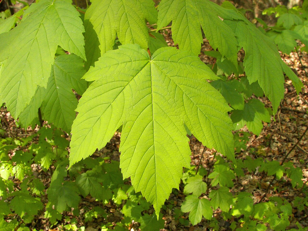 Maple Trees