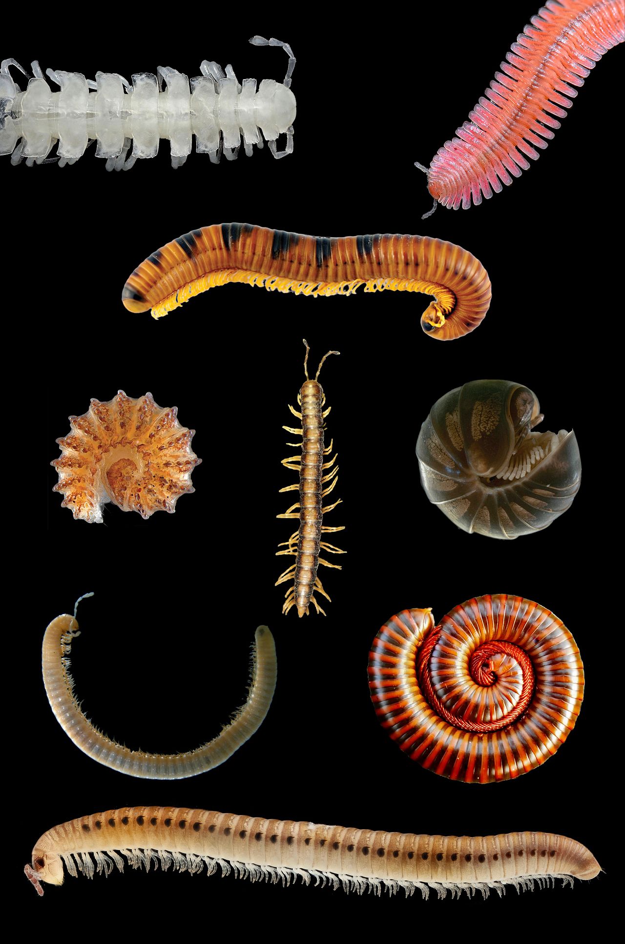 Millipedes