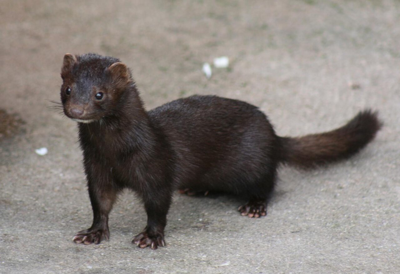 Minks