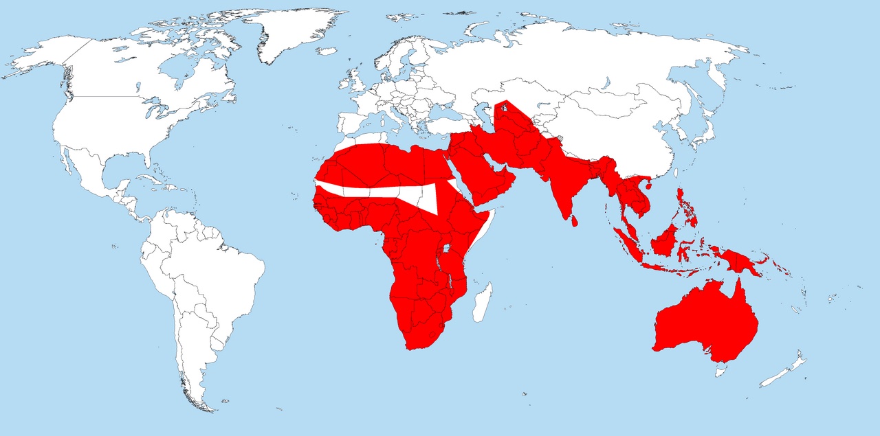 Monitor Lizards