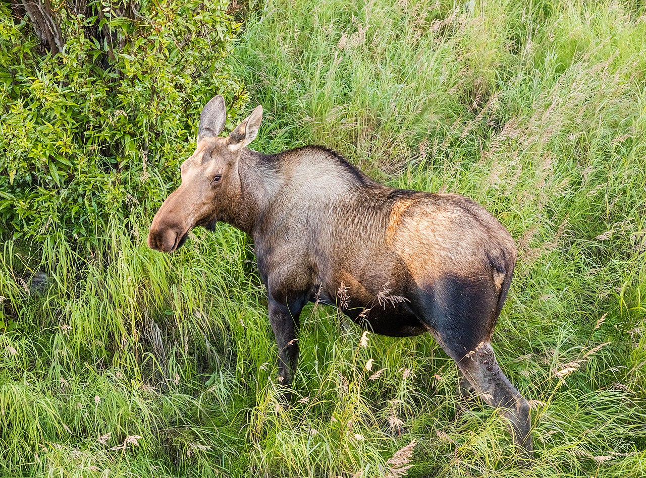 A large moose standing in an Alaskan marsh.