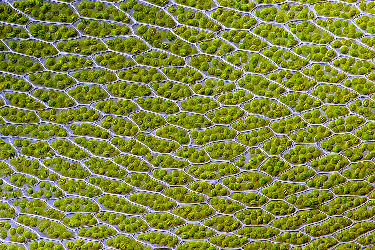 A close-up of tiny green cells inside a moss leaf.