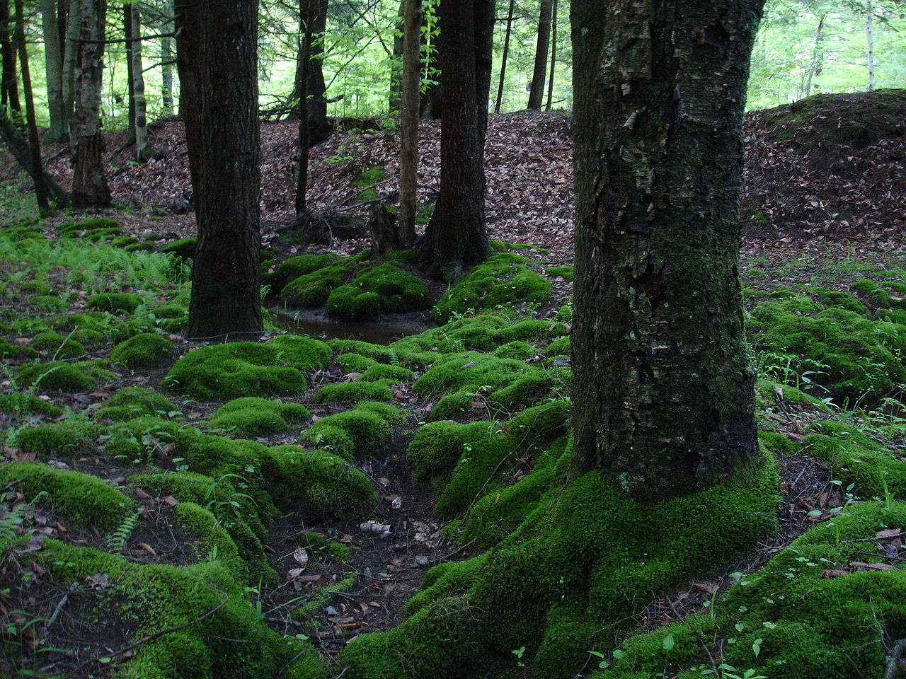 Mosses