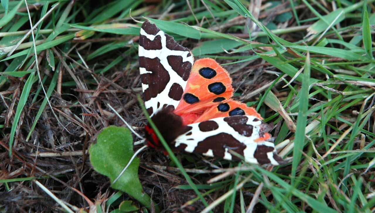 A fuzzy tiger moth with brown and white wings.