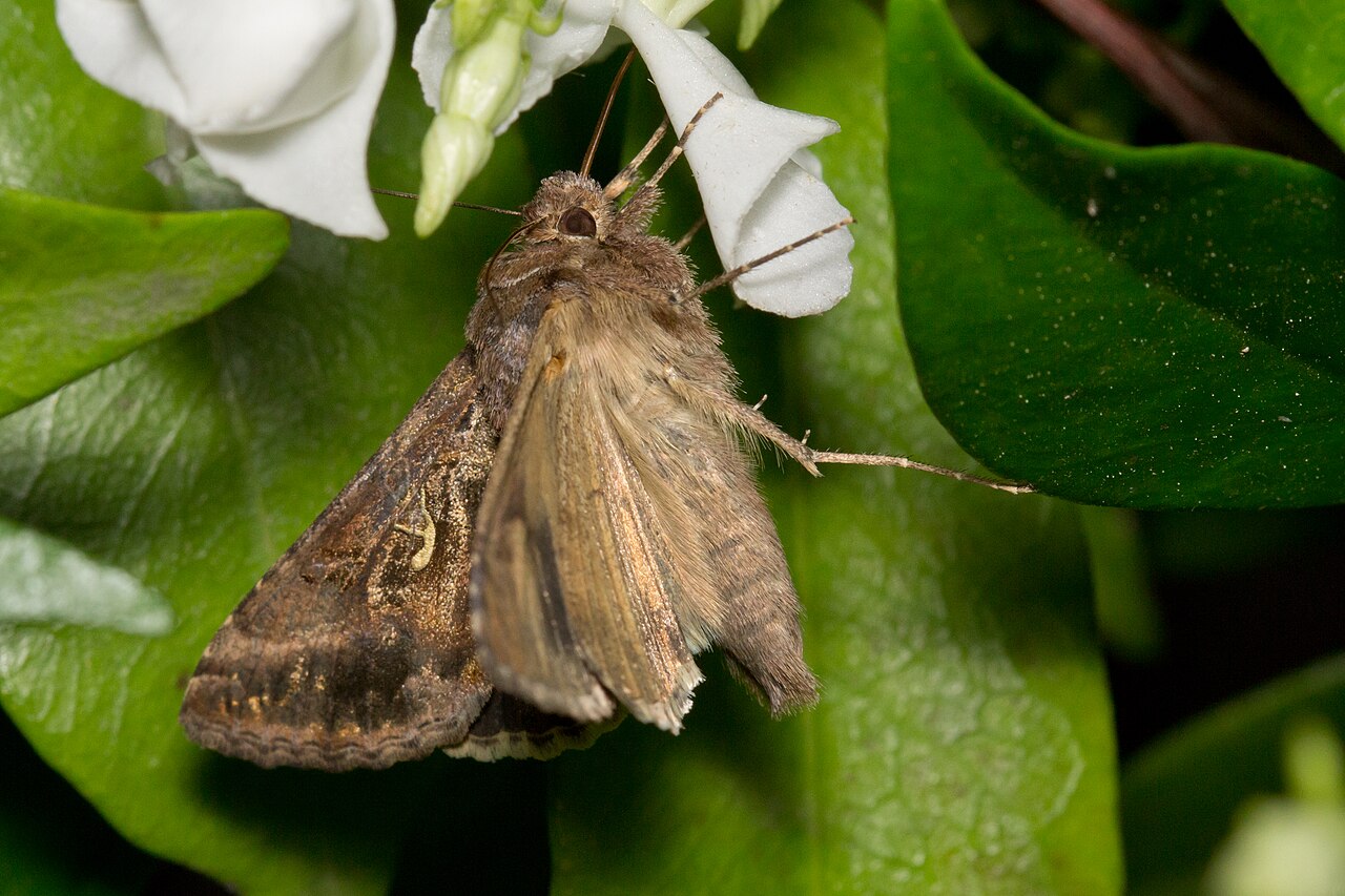 Moths