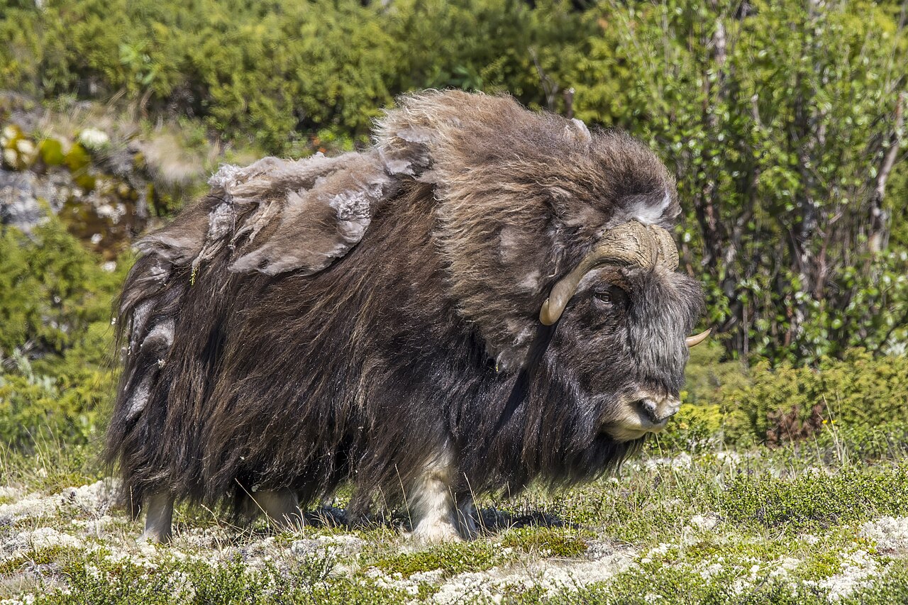Musk Oxen