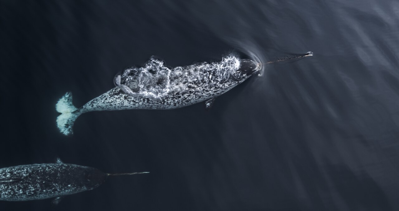 A narwhal swimming with its long, pointy tusk.