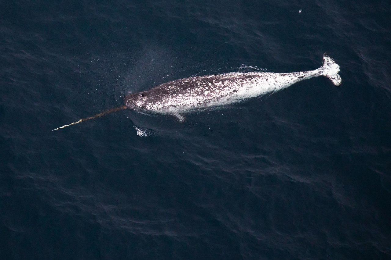 Narwhals