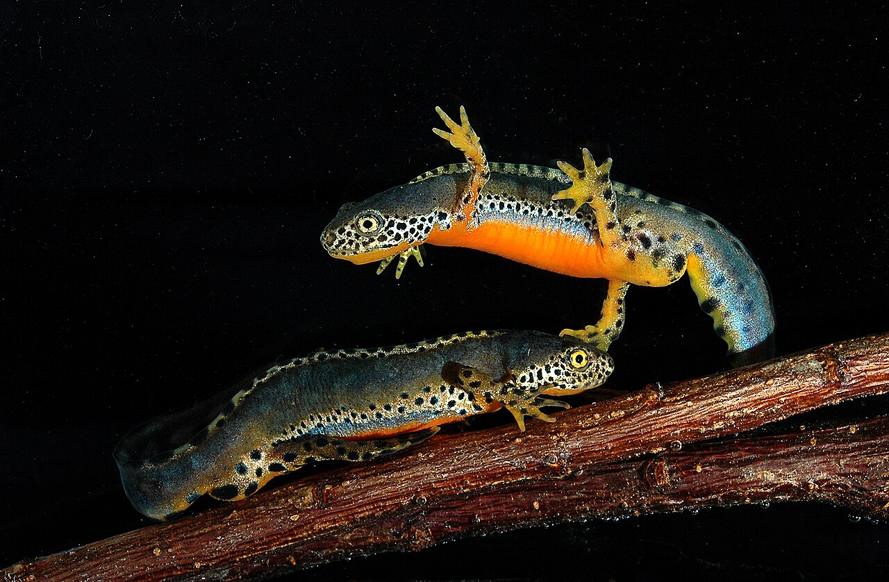 Newts