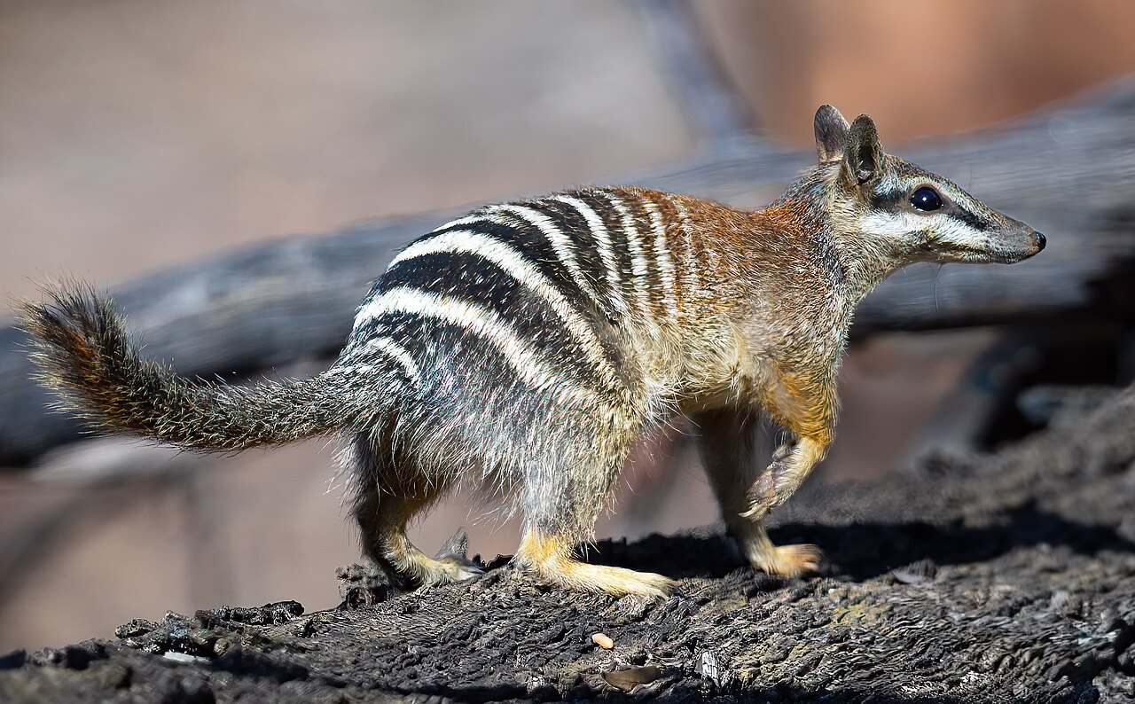 Numbats