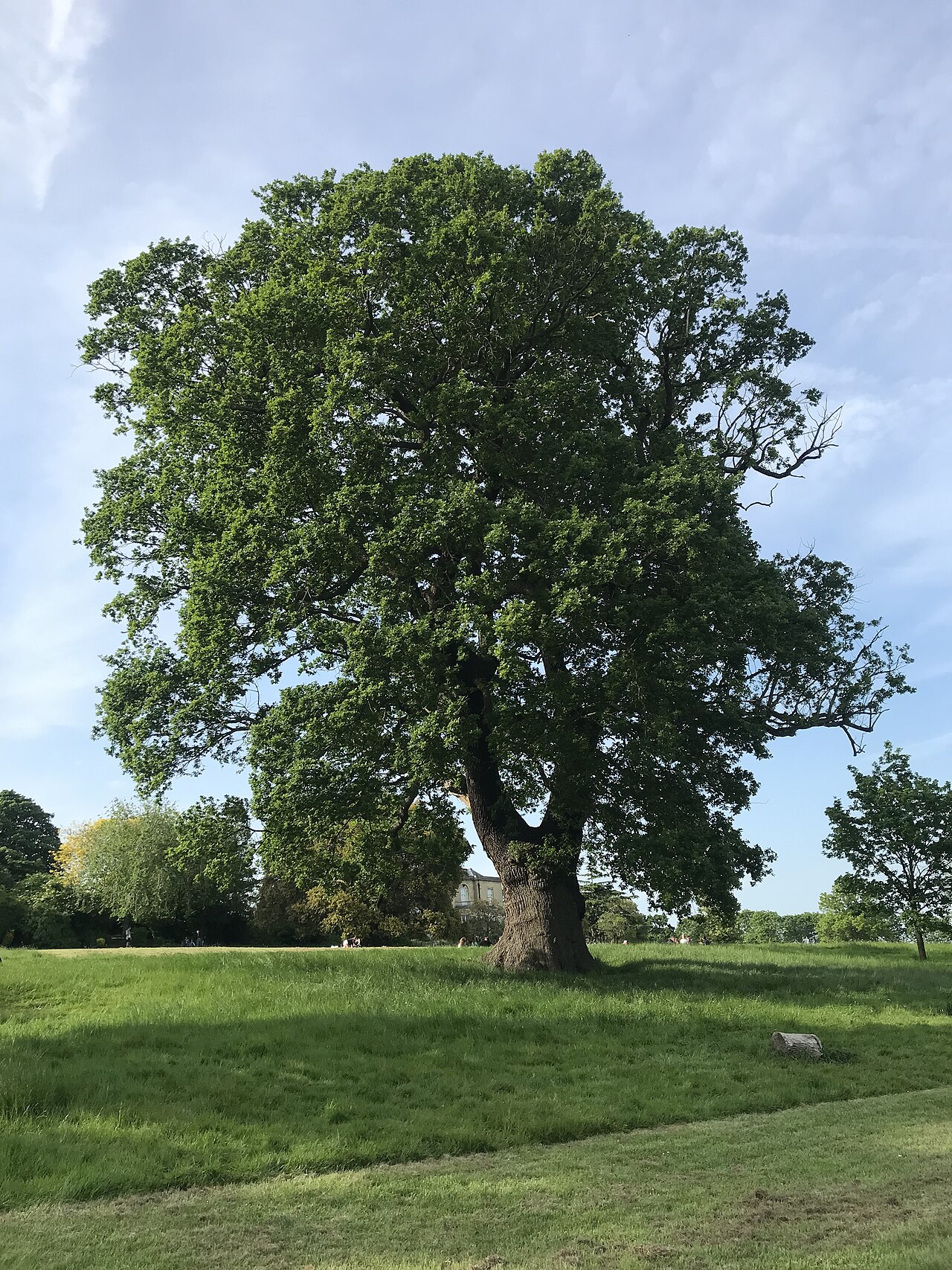 A big, old oak tree with wide, spreading branches.
