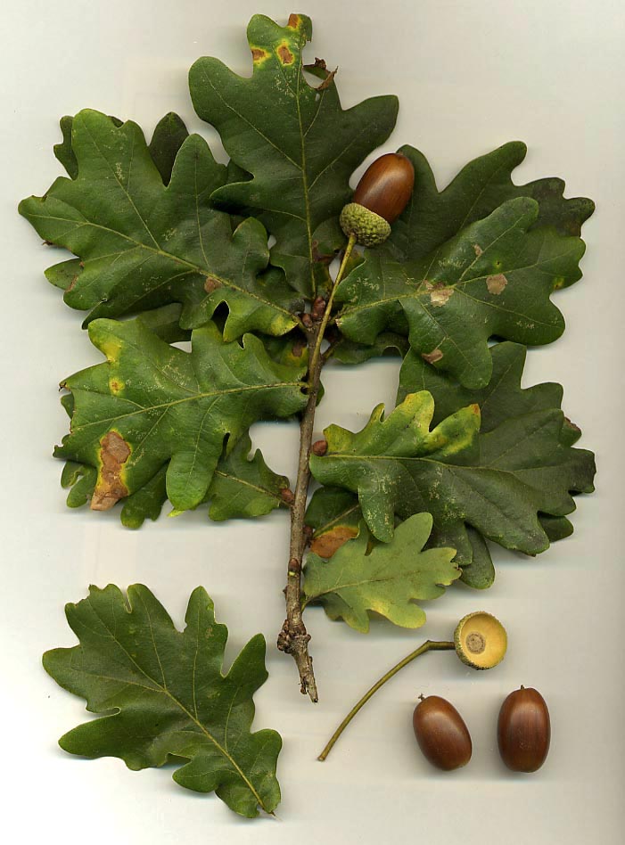 Oak Trees