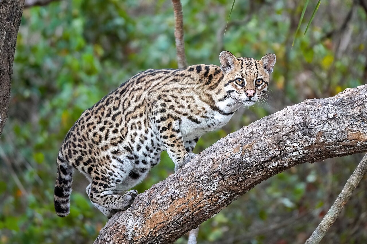 Ocelots