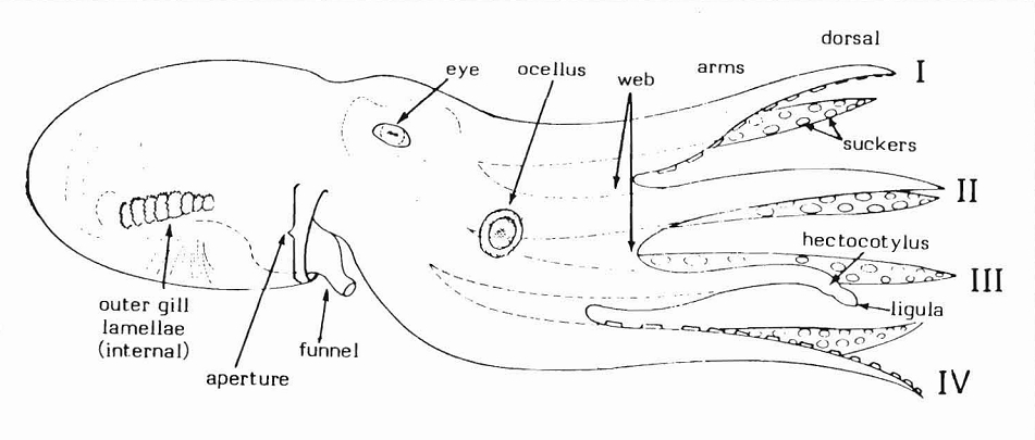 A labeled diagram showing the parts of an octopus.