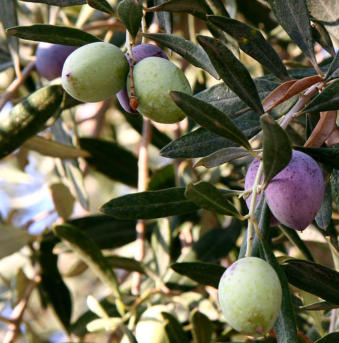 Olive Trees