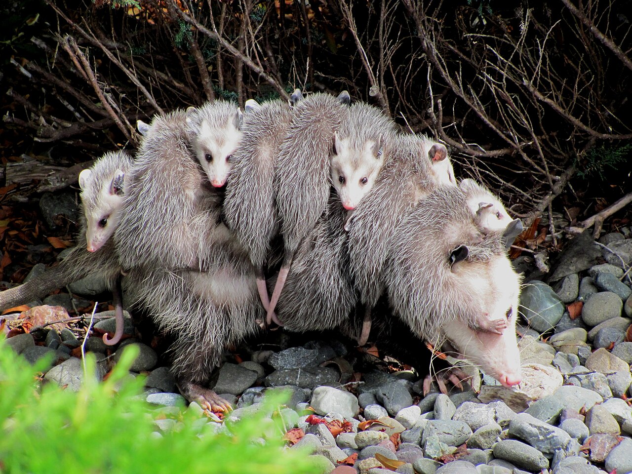 Opossums
